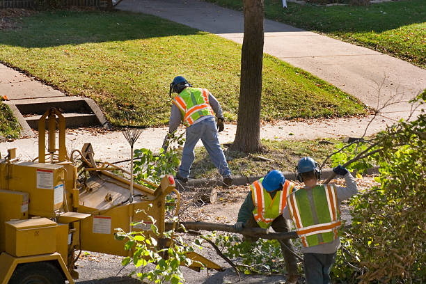 Best Grass Overseeding  in Mountain View, CA